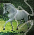 Xique-Xique (CI)/Stallions Catalog