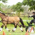 Comanche Interagro & Demócrito Interagro/Interagro Lusitanos