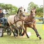 Comanche Interagro & Demócrito Interagro/Interagro Lusitanos