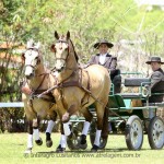 Comanche Interagro & Crispim Interagro/Interagro Lusitanos