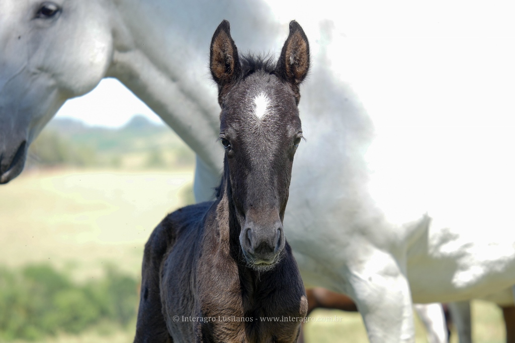 Naive Interagro/Interagro Lusitanos