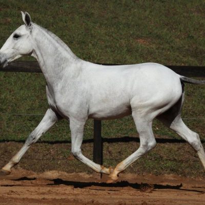 07a - Giotto Interagro