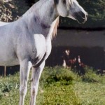 Xique-Xique (CI)/Alvaro Maya