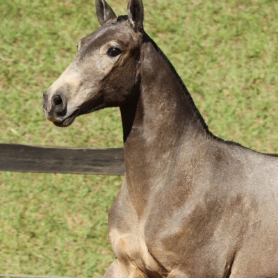 Lot 13a - Havano Interagro
