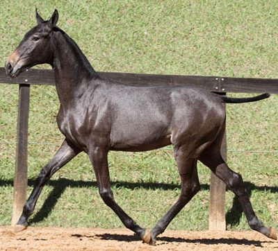 Lot 11a - Hadrian Interagro