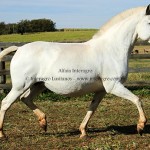 Alfaia Interagro/Interagro Lusitanos