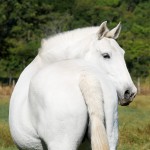 Aphrodite Interagro/Interagro Lusitanos