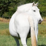 Aphrodite Interagro/Interagro Lusitanos