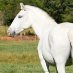 Aphrodite Interagro/Interagro Lusitanos