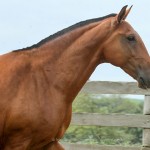 Armênia Interagro/Interagro Lusitanos