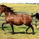 Bali Comando SN/Interagro Lusitanos
