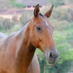 Bali Comando SN/Interagro Lusitanos