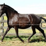 Beluga Interagro/Interagro Lusitanos