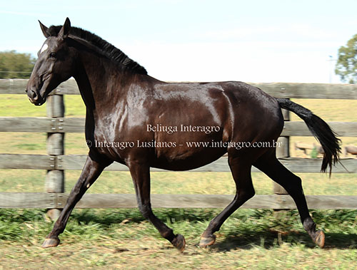 Beluga Interagro/Interagro Lusitanos