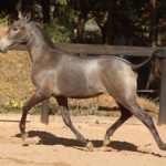Bolota Interagro/Johnny Duarte
