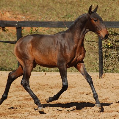 Lot 07a - Brilhante Interagro