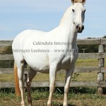 Calêndula Interagro/Interagro Lusitanos