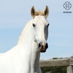 Calêndula Interagro/Interagro Lusitanos