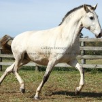 Calliope Interagro/Interagro Lusitanos