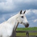 Calliope Interagro/Martina Brandes