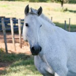 Carpideira Interagro/Interagro Lusitanos
