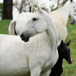 Carpideira Interagro/Interagro Lusitanos