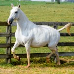 Calêndula Interagro/Martina Brandes