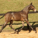 Dédalo Interagro/TUPA
