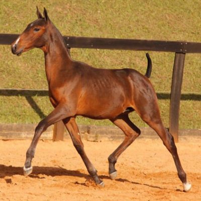 Lot 07b - Ebro Interagro