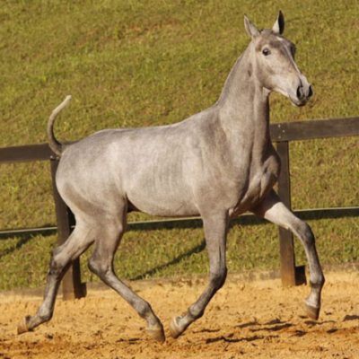 Lot 09a - Editum Interagro