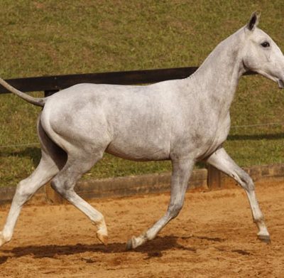 Lot 03a - Embargador Interagro