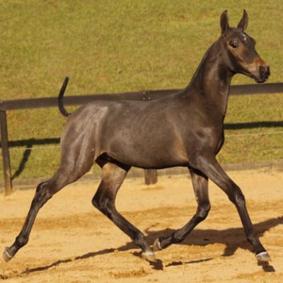 Lot 10b - Epílogo Interagro