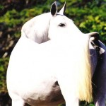 Escolhida (RC)/Interagro Lusitanos