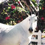 Escolhida (RC)/Interagro Lusitanos