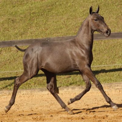 Lot 06b - Esteban Interagro