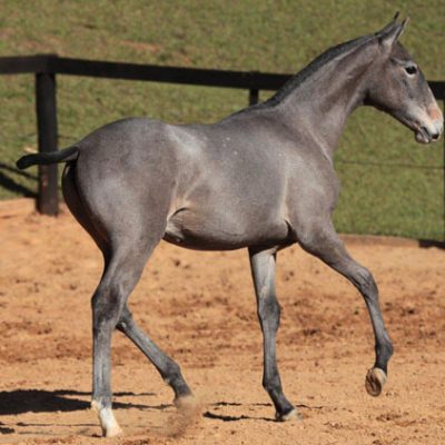 Lot 07a - Fanfarrão Interagro