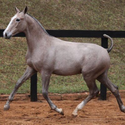 Lot 10a - Faraó Interagro