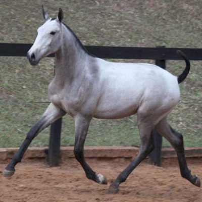 Lot 09b - Fariseu Interagro