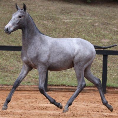 Lot 10b - Farrapo Interagro