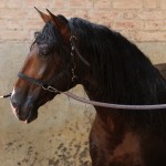 Fauno Interagro/Interagro Lusitanos