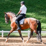 Johnny Miranda & Fauno Interagro/Interagro Lusitanos