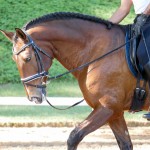 Johnny Miranda & Fauno Interagro/Interagro Lusitanos