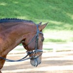 Johnny Miranda & Fauno Interagro/Interagro Lusitanos
