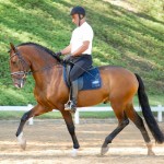 Fauno Interagro/Interagro Lusitanos