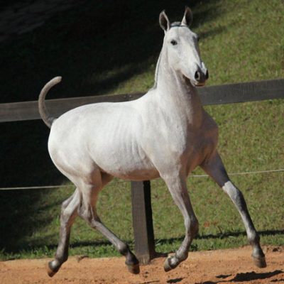 Lot 08a - Fausto Interagro