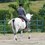 Feitor Interagro/Interagro Lusitanos