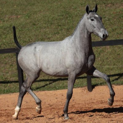 Lot 07b - Feudal Interagro