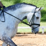 Edmar Brito & Hadrian Interagro/Interagro Lusitanos