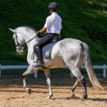 Hadrian Interagro/Interagro Lusitanos