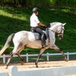 Hadrian Interagro/Interagro Lusitanos